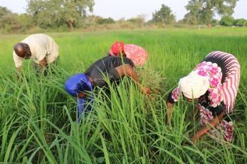 woman working in a field